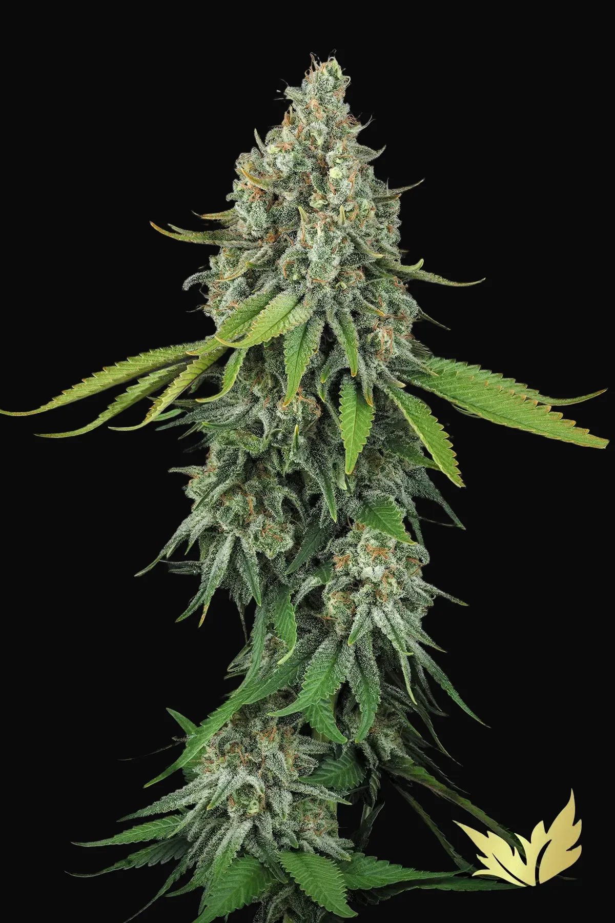 Opium
