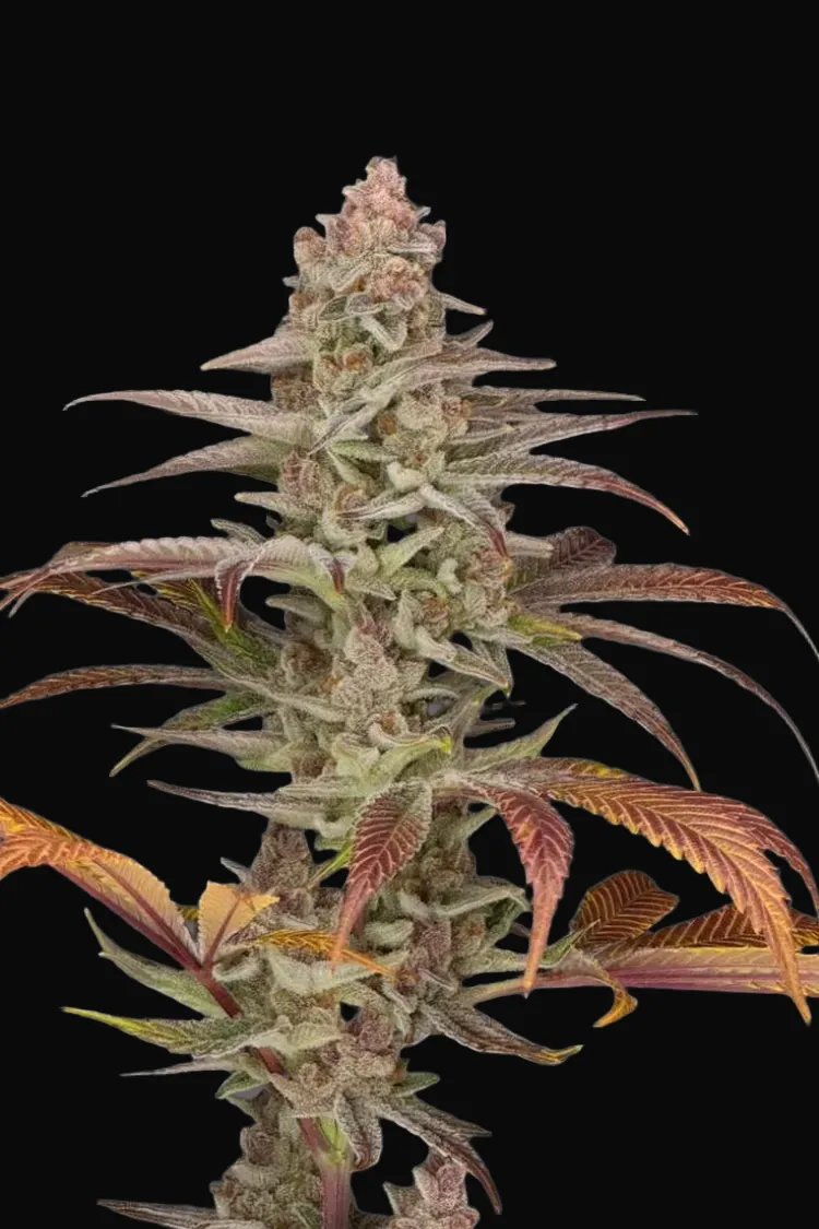 Orange 90