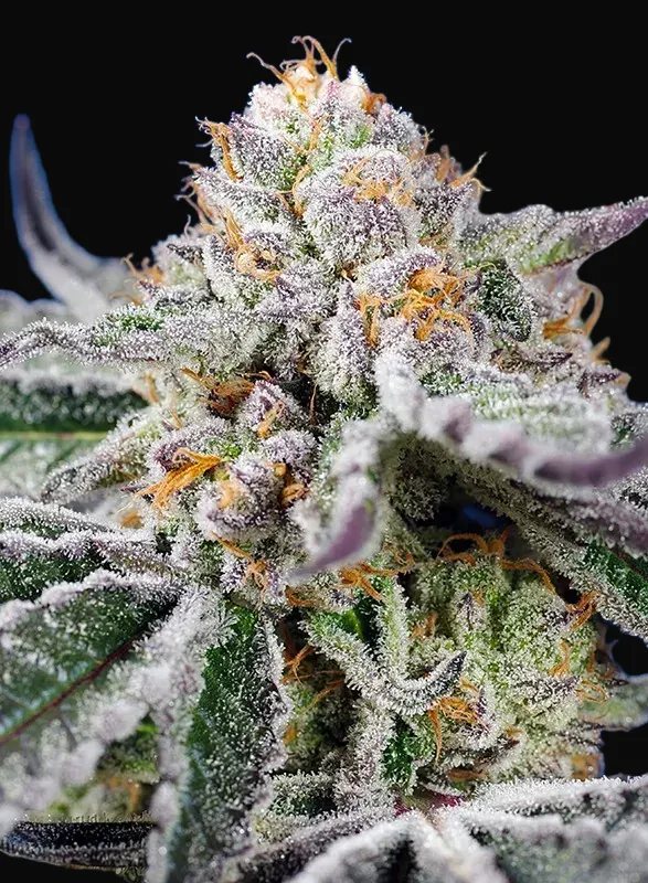 Orange Apricot Glue XL Auto