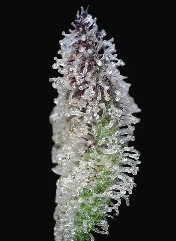 Orange Apricot Glue XL Auto