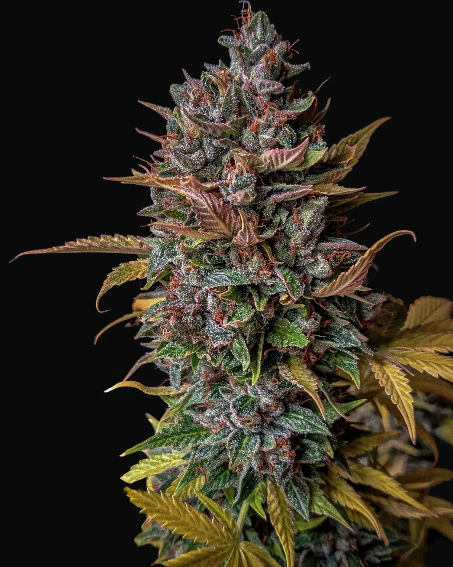 Orange Biscuits Auto