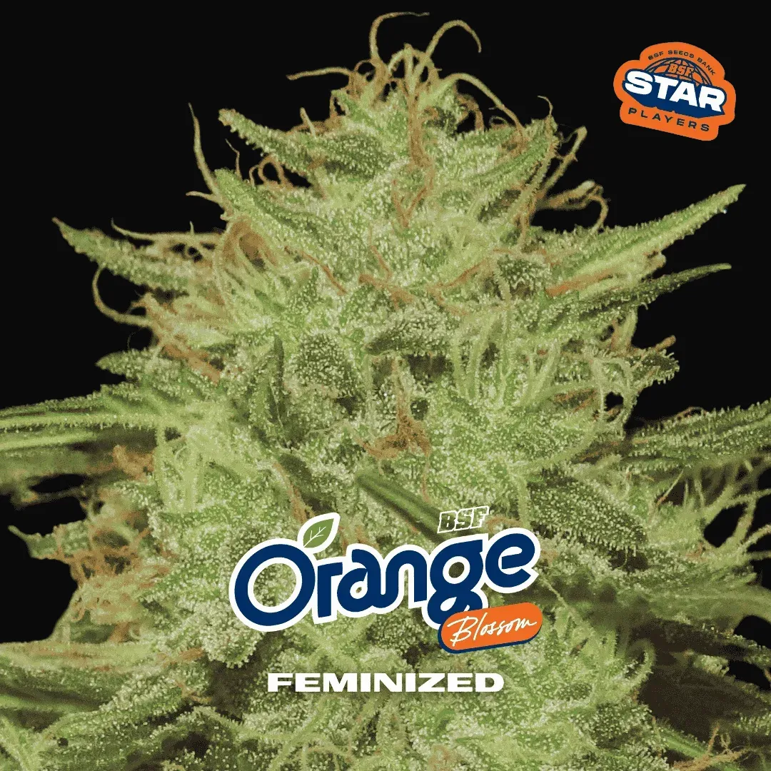 Orange Blossom