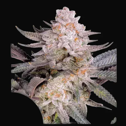 Orange Bud 2.0