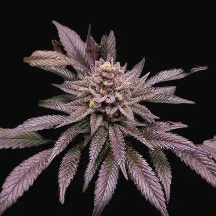 Orange Bud 2.0