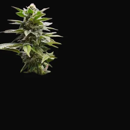Orange Bud 2.0