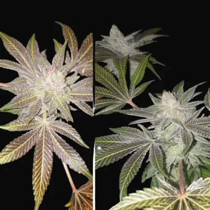 Orange Bud