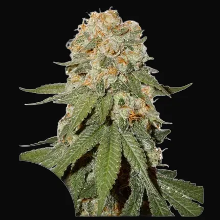 Orange Bud Regular