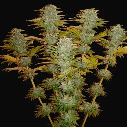 Orange Bud Regular