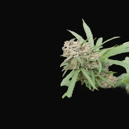 Orange Bud Regular
