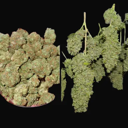 Orange Bud Regular