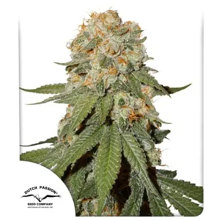 Orange Bud Regular