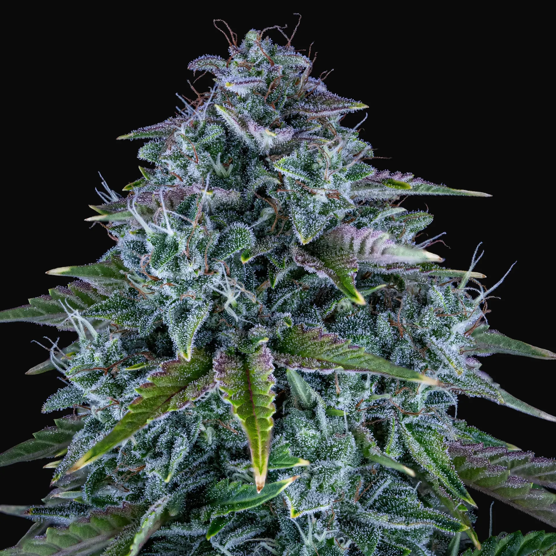 Orange Diesel Auto