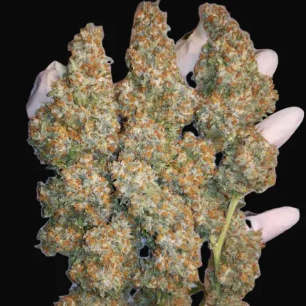 Orange Hill Special