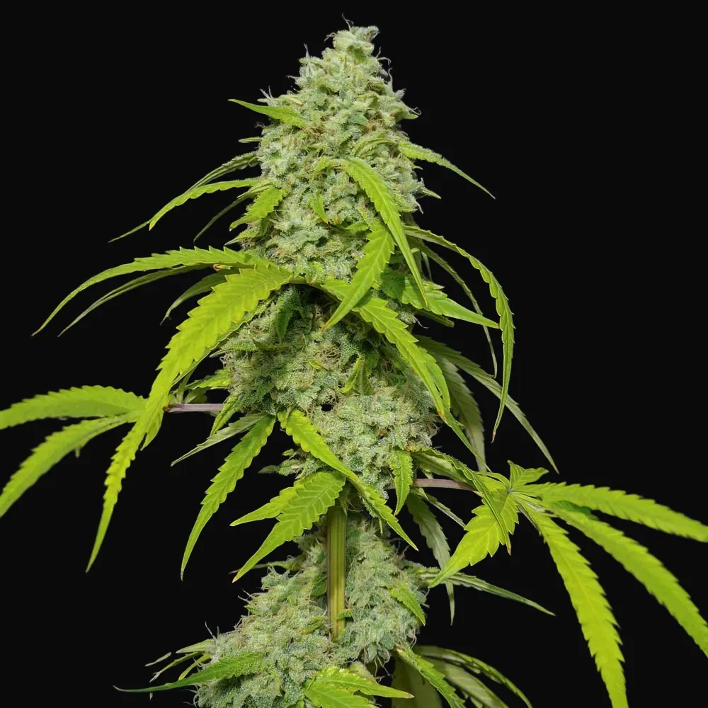 Orange Kush Auto