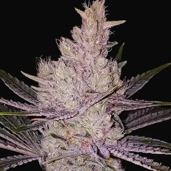 Orange Kush Cake R1