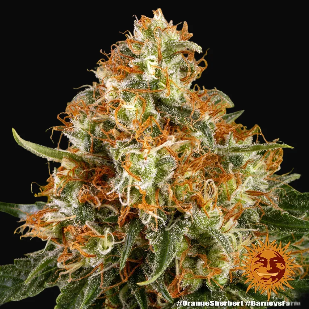 Orange Sherbert