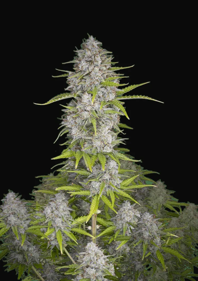 Orange Sherbet Auto