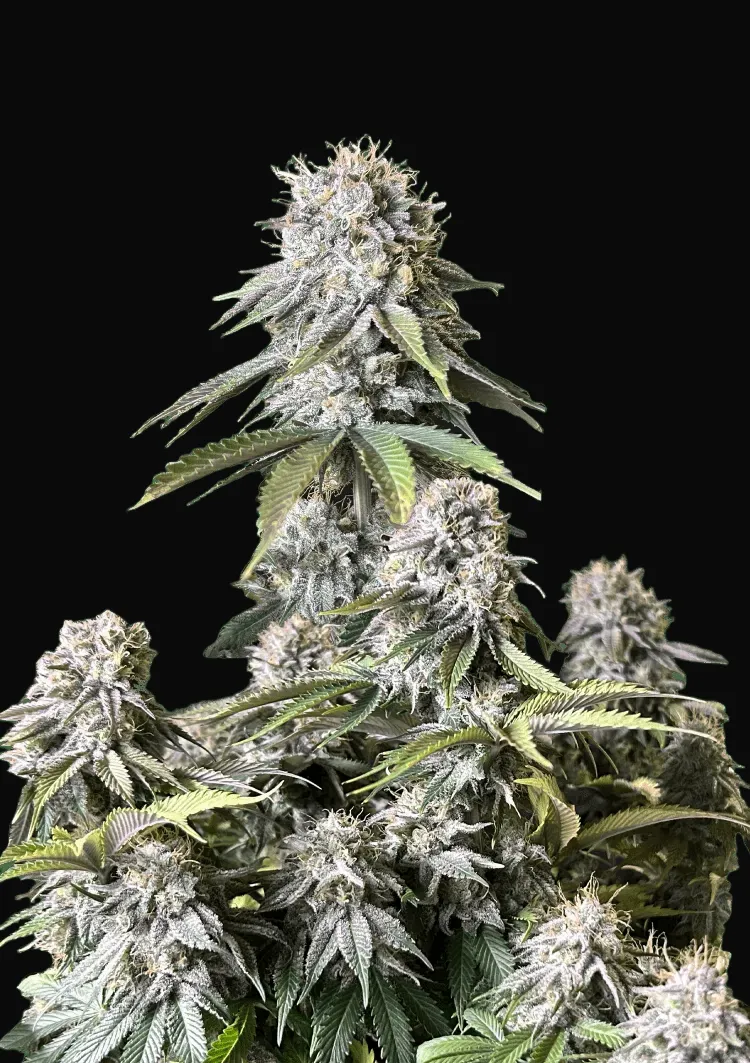 Orange Sherbet FF
