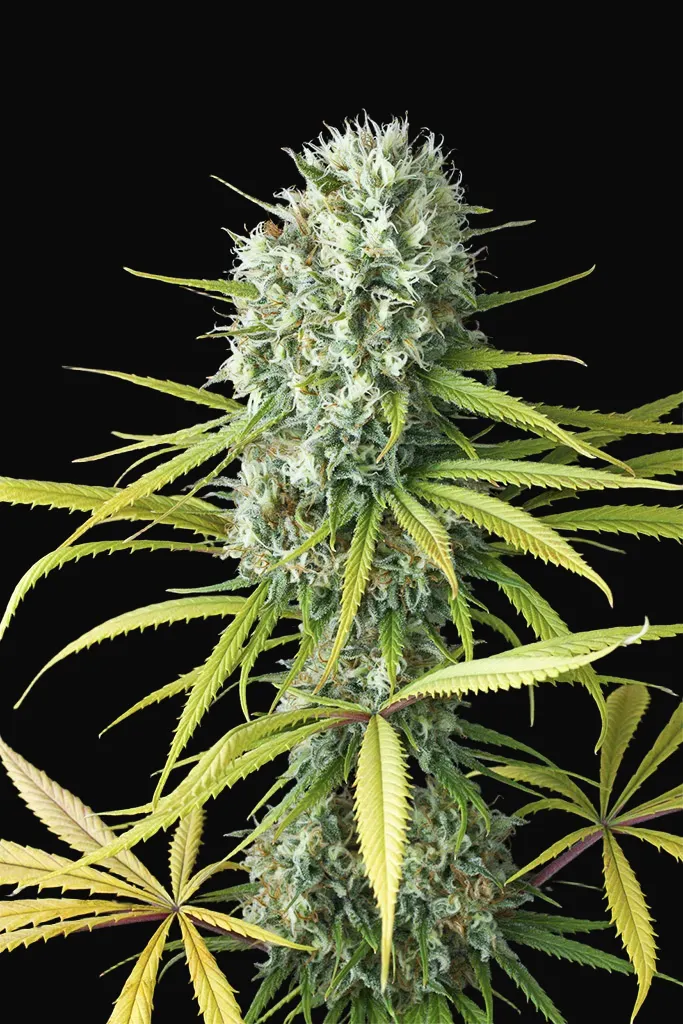 Original Amnesia