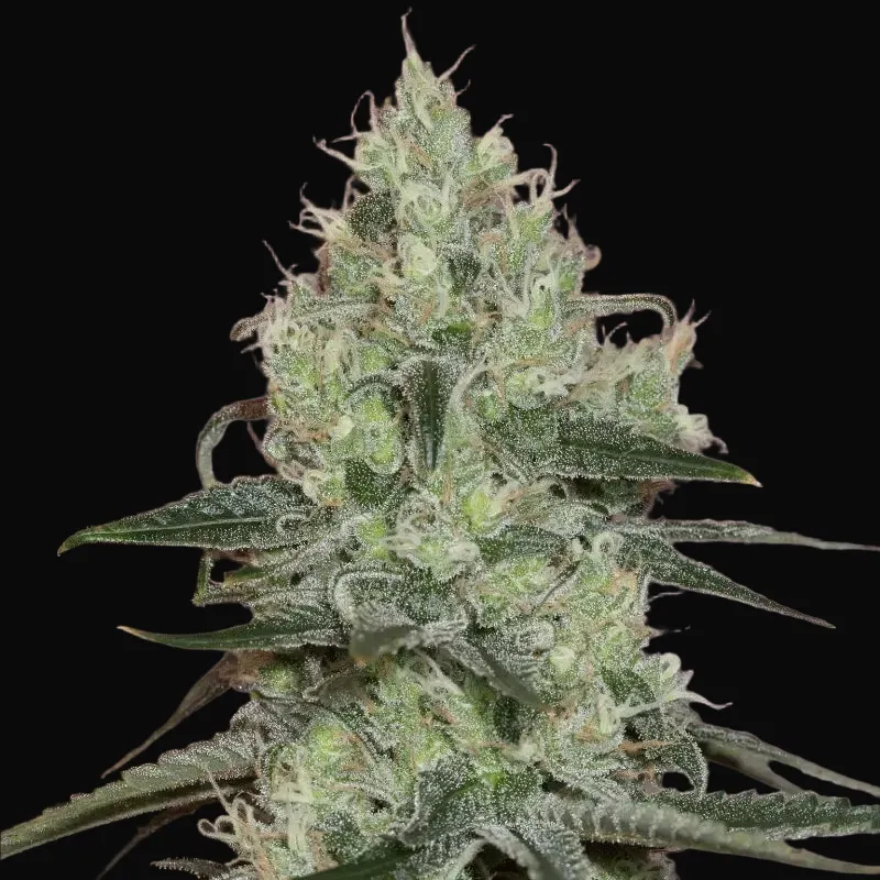 Original Amnesia