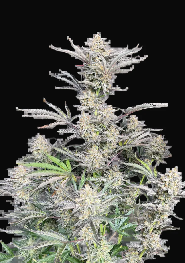 Original Auto Cheese