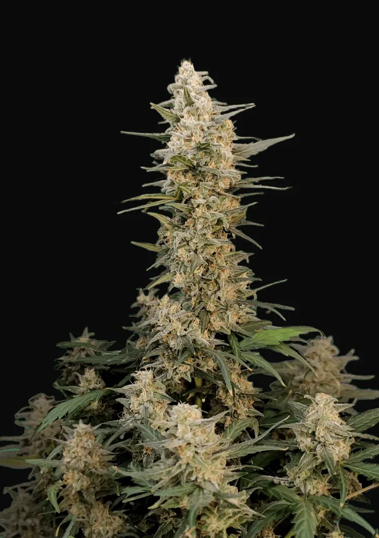 Original Auto Critical