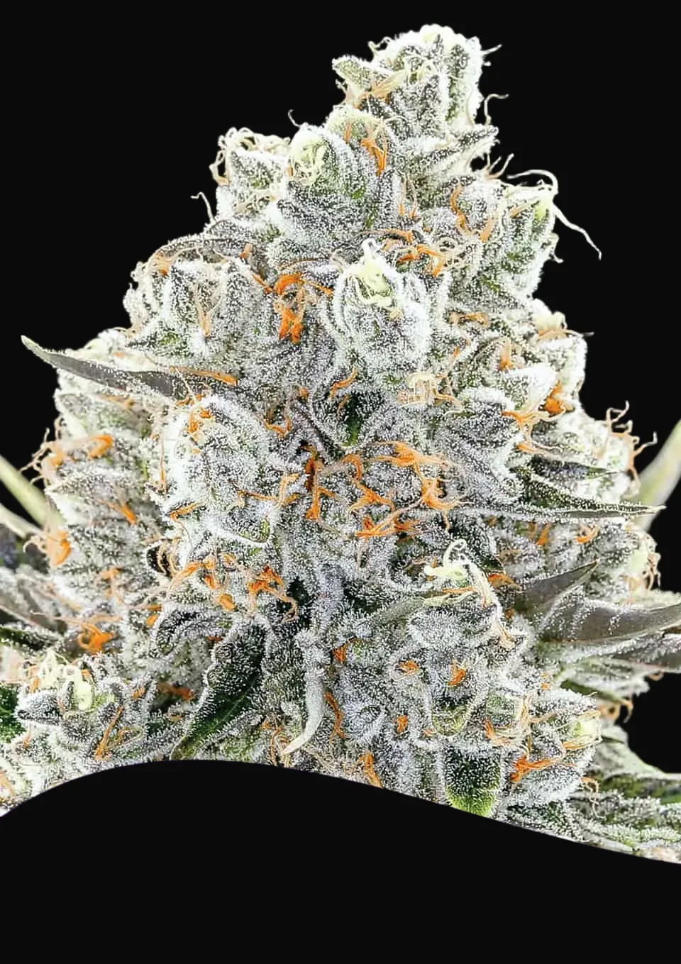 Original Gorilla 4
