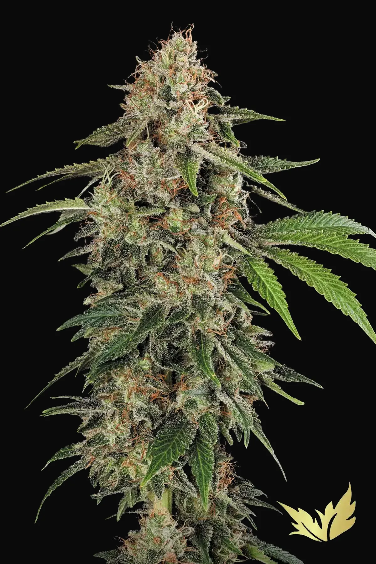 Original White Widow