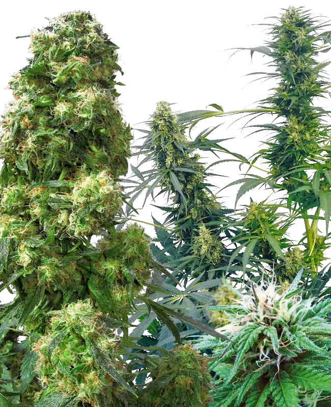 Outdoor Mix