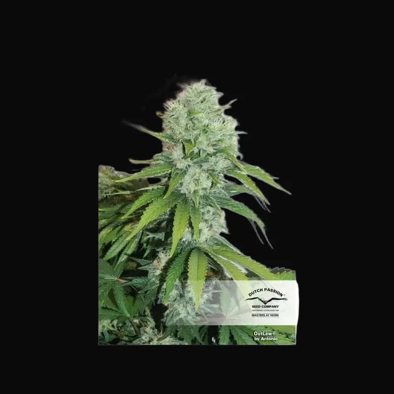 Outlaw Amnesia