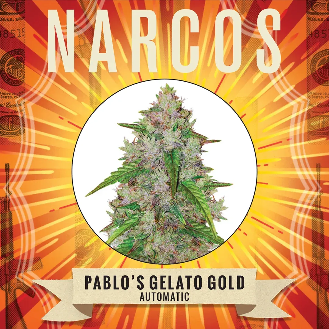 Pablo's Gelato Gold Auto