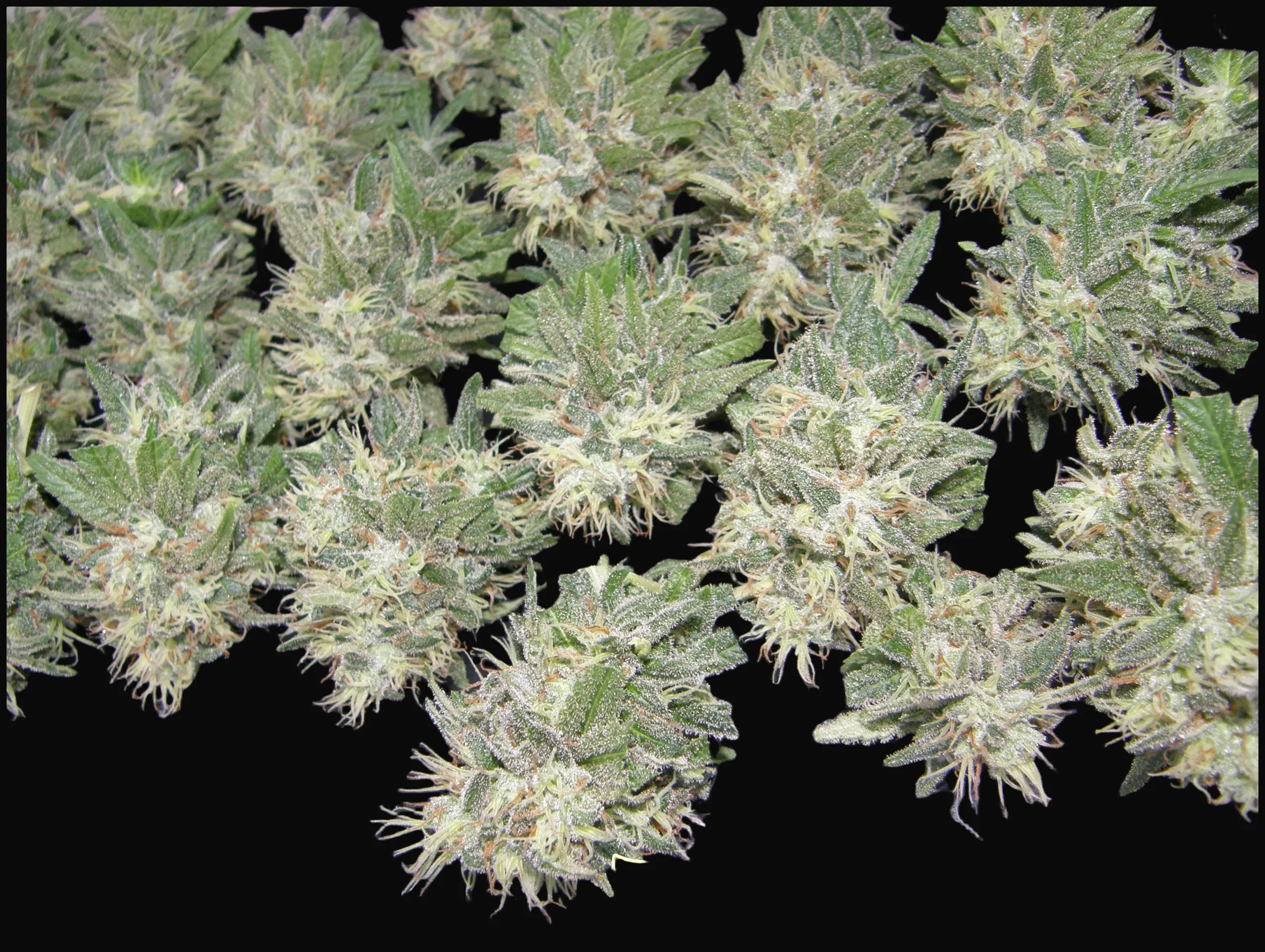 PainKiller