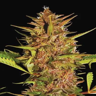 Pakistan Chitral Kush Regular