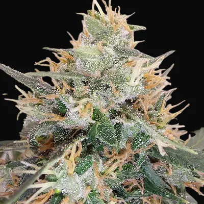 Panama A5 Haze