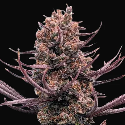 Panama Haze