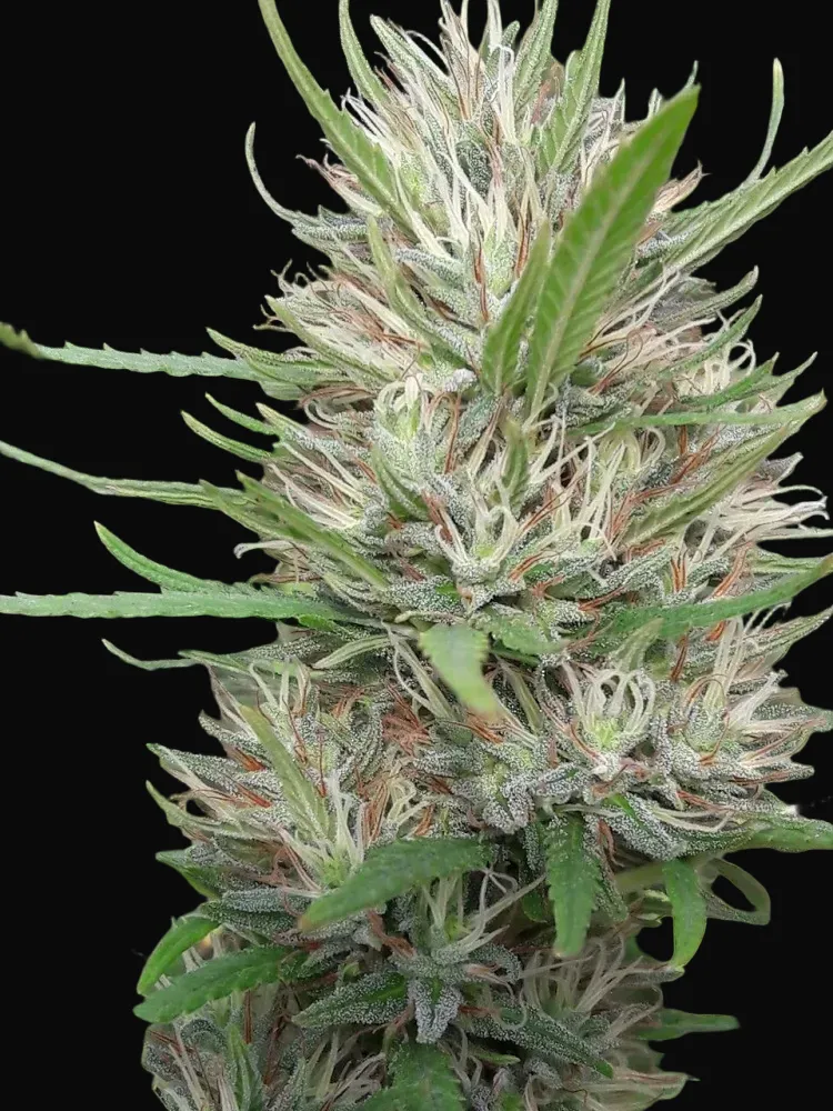 Panama x Bangi Haze