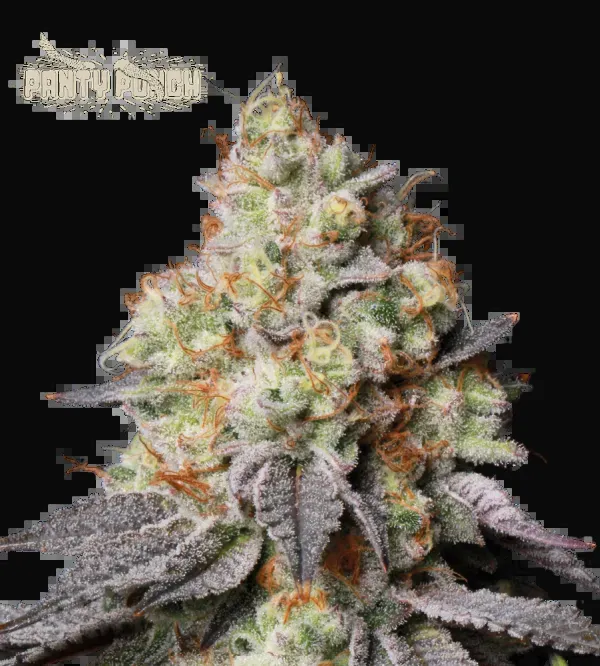 Panty Punch Auto