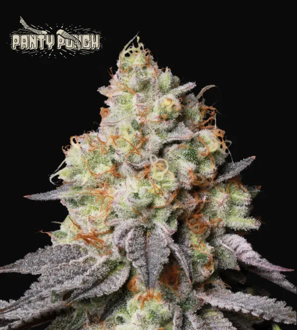 Panty Punch Auto