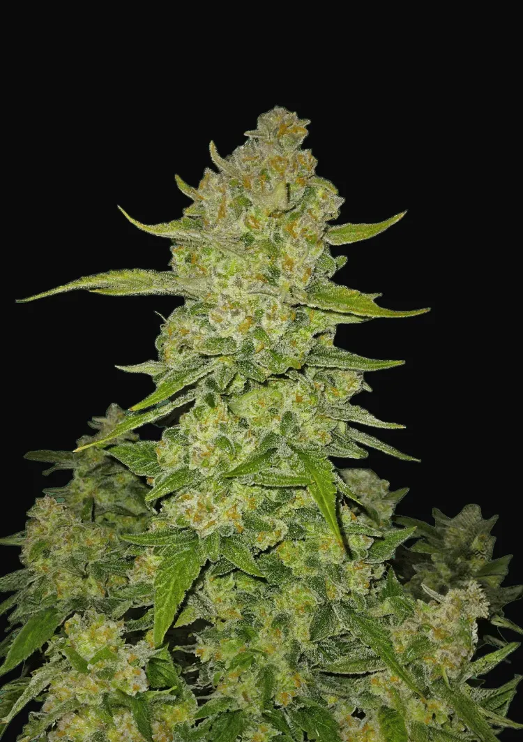 Papaya Cookies Auto