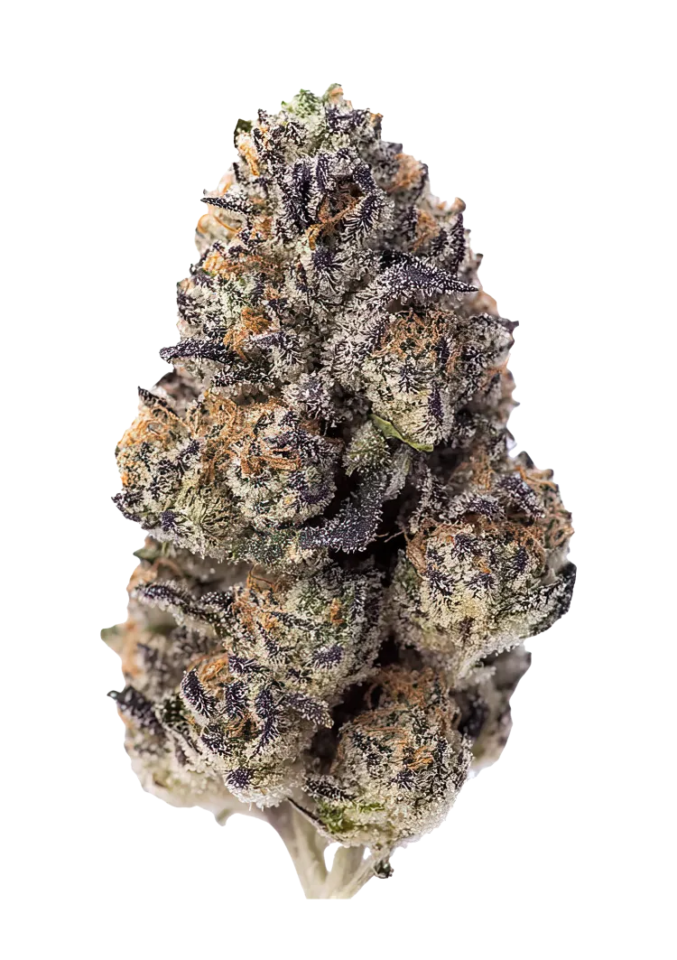 Papaya Sherbet