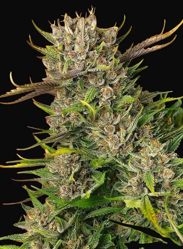 Papaya Zoap Auto
