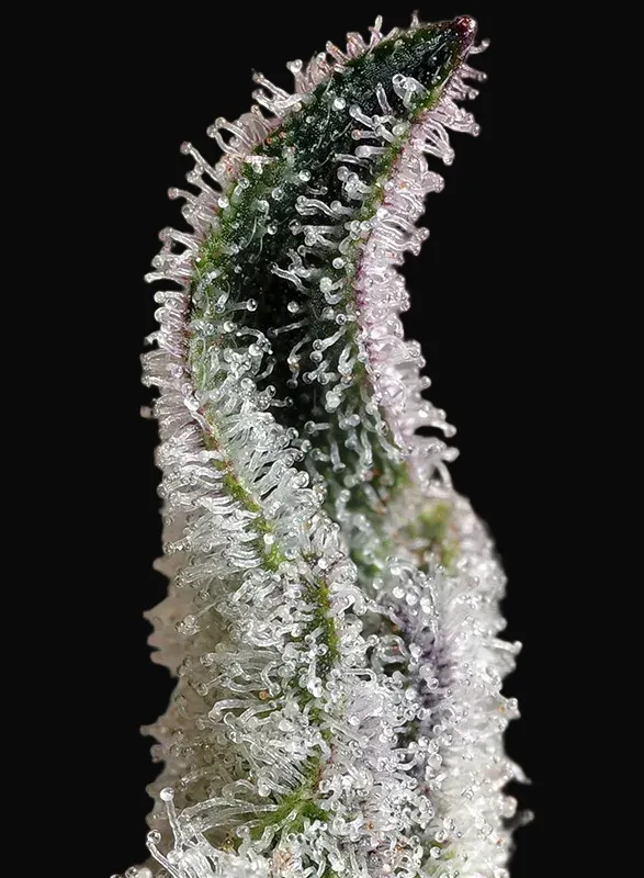 Papaya Zoap Auto