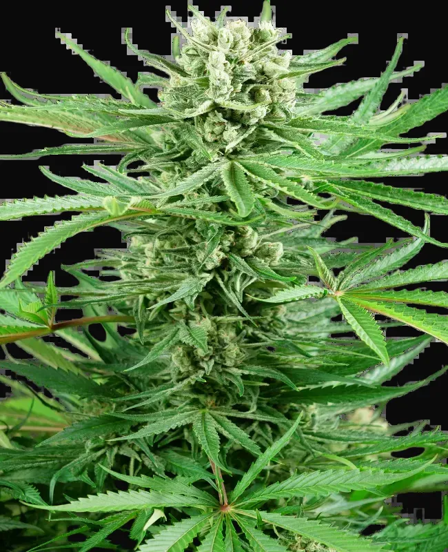 Papi Chulo OG Feminized