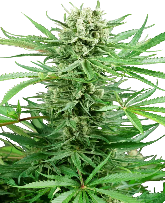 Papi Chulo OG Feminized