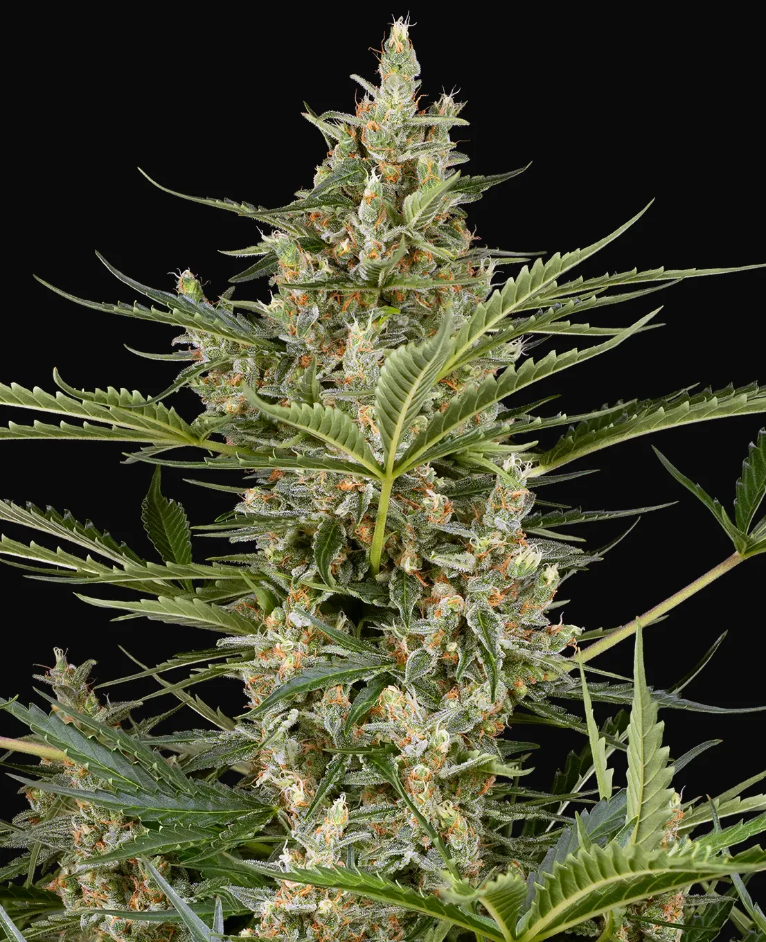 Peace Love & Harmony Feminized