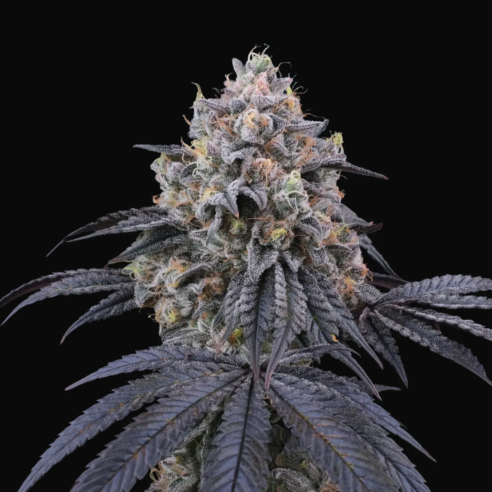Peach Clouds