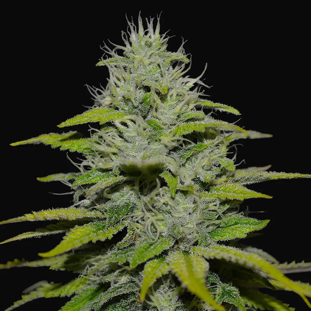 Peach Puree CBD