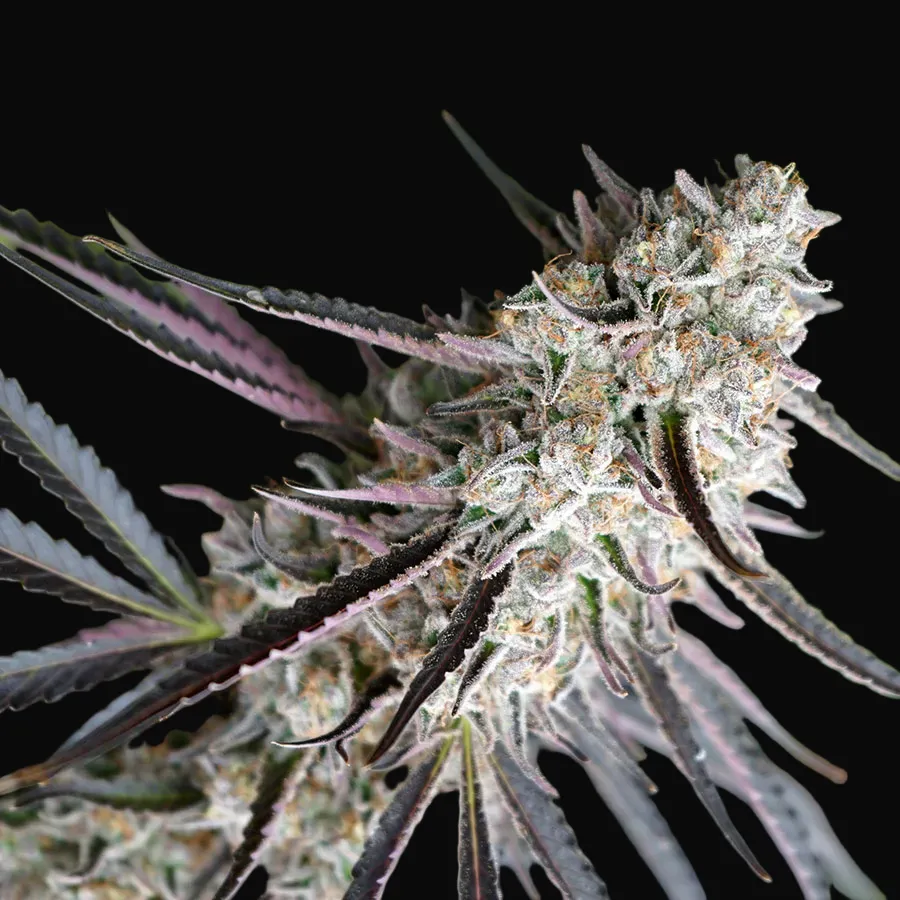 Peanut Butter Breath Fast Flowering