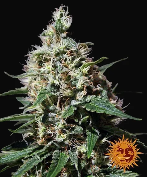 Peppermint Kush