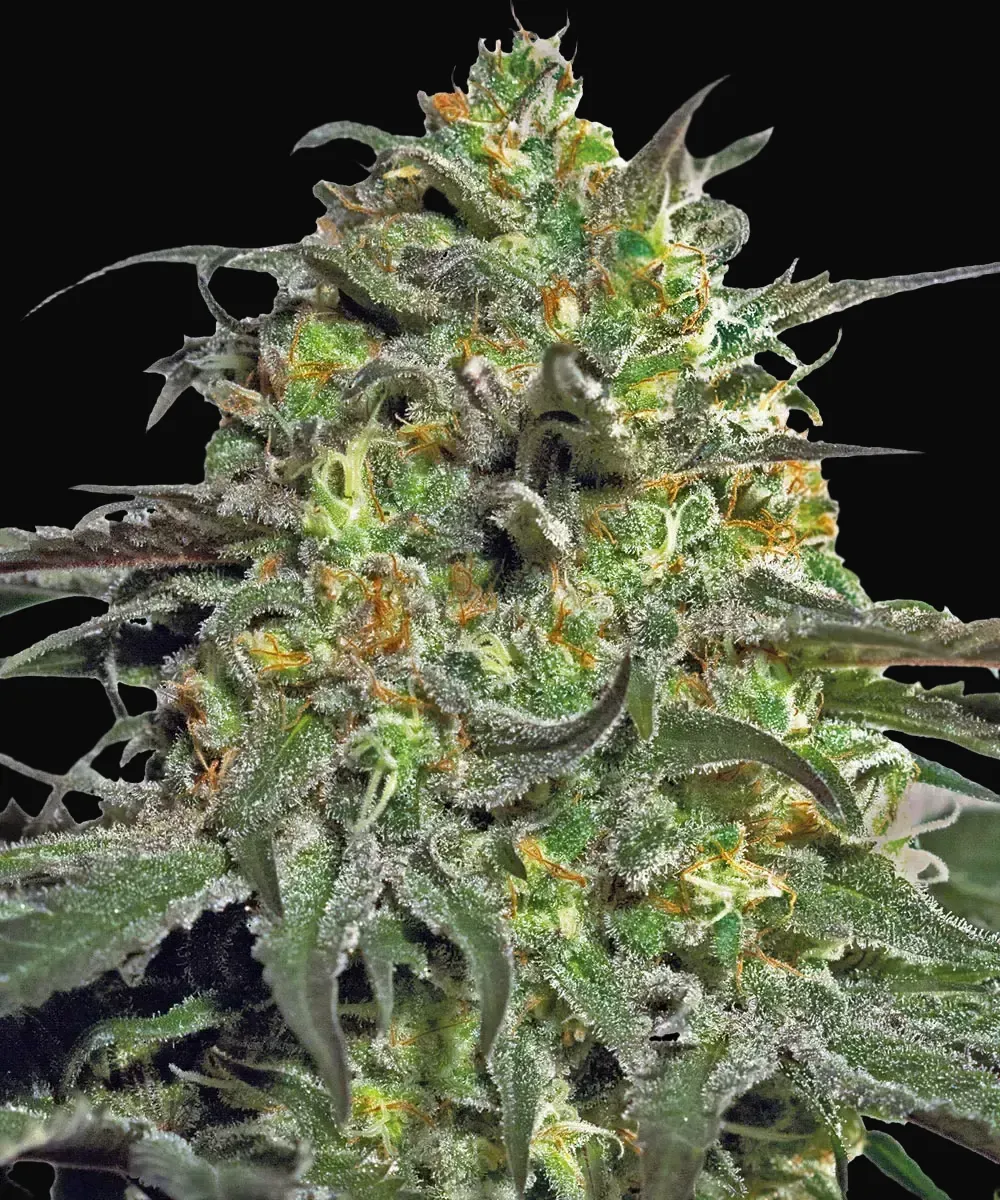 Peyote Cookies